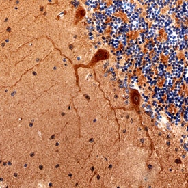 Contactin-3 antibody in Human Brain by Immunohistochemistry (IHC-P).