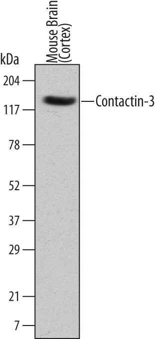 Detection of Mouse Contactin-3 antibody by Western Blot.