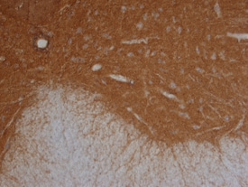 Contactin-6 antibody in Mouse Spinal Cord by Immunohistochemistry (IHC-Fr).