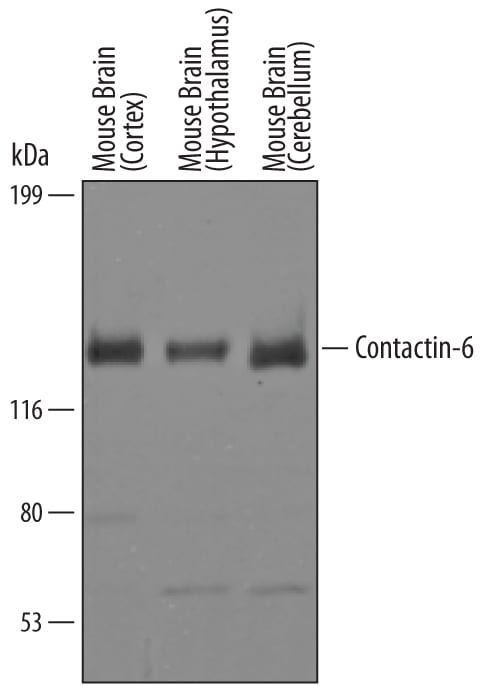 Detection of Mouse Contactin-6 antibody by Western Blot.