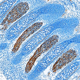 Contactin-1 antibody in Mouse Embryo by Immunohistochemistry (IHC-Fr).