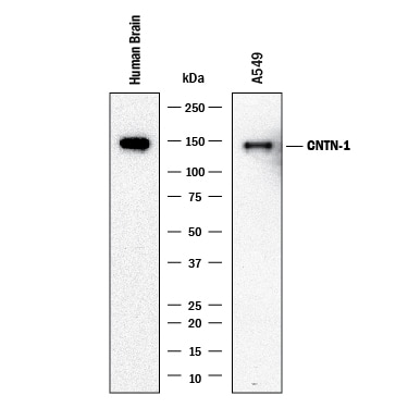Detection of Human Contactin-1 antibody by Western Blot.