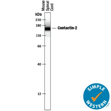 Detection of Mouse Contactin‑2/TAG1 antibody by Simple WesternTM.