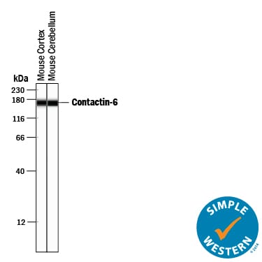 Detection of Mouse Contactin-6 antibody by Simple WesternTM.