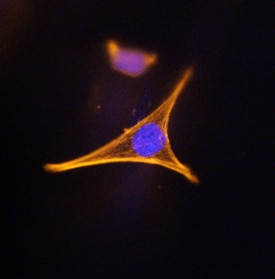 Corin antibody in HK2 Human Cell Line by Immunocytochemistry (ICC).