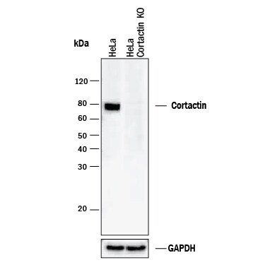 Western Blot Shows Human Cortactin Antibody Specificity by Using Knockout Cell Line.