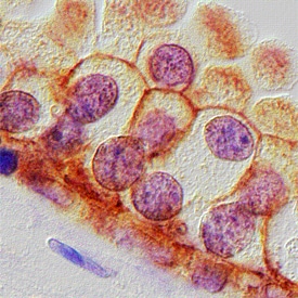 Cortactin antibody in Human Prostate by Immunohistochemistry (IHC-P).