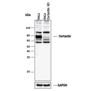 Western Blot Shows Human Cortactin Antibody Specificity by Using Knockout Cell Line.