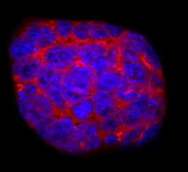 Cripto antibody in D3 Mouse Cell Line by Immunocytochemistry (ICC).