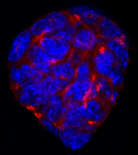 Cripto antibody in D3 Mouse Cell Line by Immunocytochemistry (ICC).