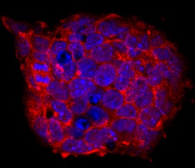 Cripto antibody in D3 Mouse Cell Line by Immunocytochemistry (ICC).