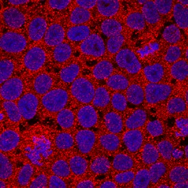 Cripto-1 antibody in Human iPSCs by Immunocytochemistry (ICC).