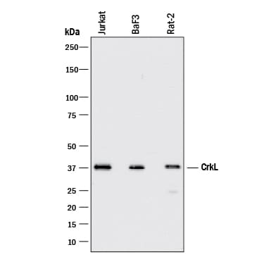 Detection of Human, Mouse, and Rat CrkL antibody by Western Blot.