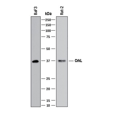Detection of Mouse and Rat CrkL antibody by Western Blot.