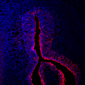 Crossveinless-2/CV-2 antibody in Mouse Embryo by Immunohistochemistry (IHC-Fr).