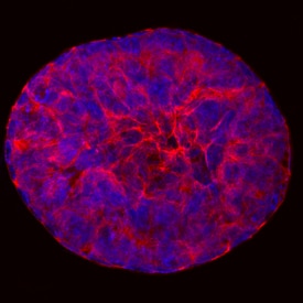 Cryptic antibody in D3 Mouse Cell Line by Immunocytochemistry (ICC).
