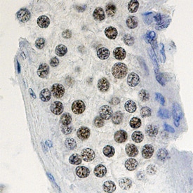 Cyclin A1 antibody in Human Testis by Immunohistochemistry (IHC-P).