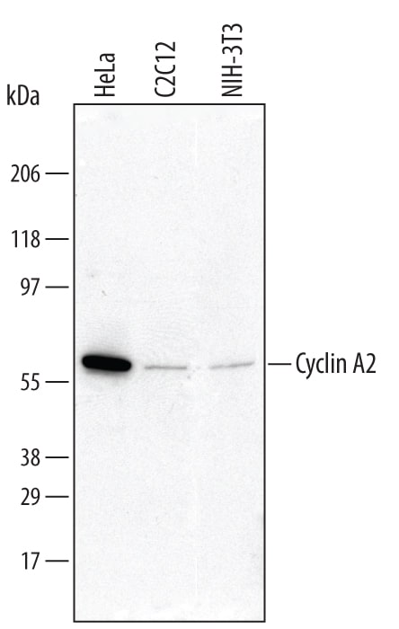 Detection of Human and Mouse Cyclin A2 antibody by Western Blot.