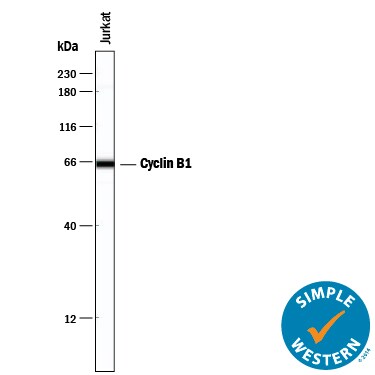 Detection of Human Cyclin B1 antibody by Simple WesternTM.
