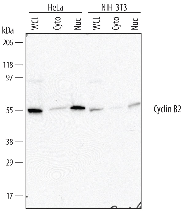Detection of Human and Mouse Cyclin B2 antibody by Western Blot.
