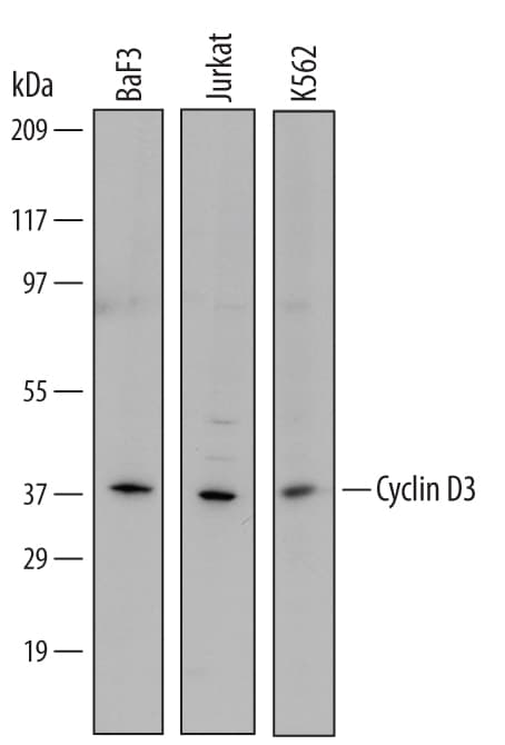 Detection of Human and Mouse Cyclin D3 antibody by Western Blot.