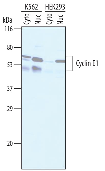 Detection of Human Cyclin E1 antibody by Western Blot.