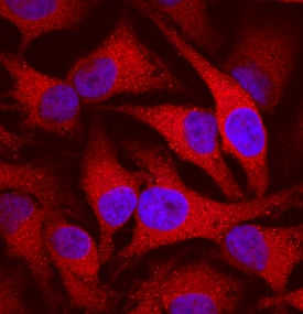 Cyclophilin B antibody in HeLa Human Cell Line by Immunocytochemistry (ICC).
