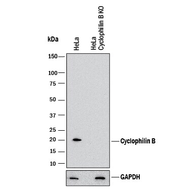 Western Blot Shows Human Cyclophilin B Antibody Specificity by Using Knockout Cell Line.