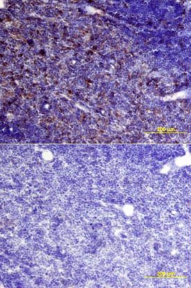 Cystatin C antibody in Mouse Spleen by Immunohistochemistry (IHC-Fr).