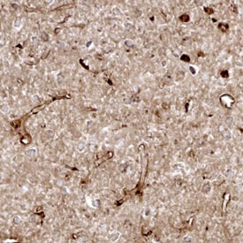 Cystatin C antibody in Rat Endothelial Cells by Immunohistochemistry (IHC-Fr).