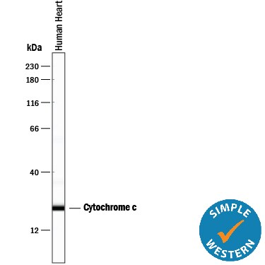 Detection of Human Cytochrome c antibody by Simple WesternTM.