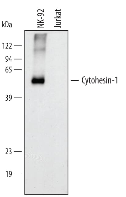 Detection of Human Cytohesin‑1 antibody by Western Blot.
