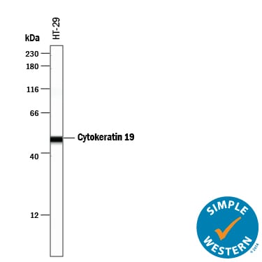 Detection of Human Cytokeratin 19 antibody by Simple WesternTM.