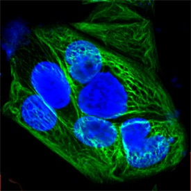 Human Cytokeratin 19 Alexa Fluor® 488‑conjugated Antibody IC3506G
