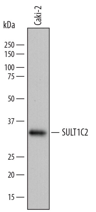 Detection of Human Cytosolic Sulfotransferase 1C2/SULT1C2 antibody by Western Blot.