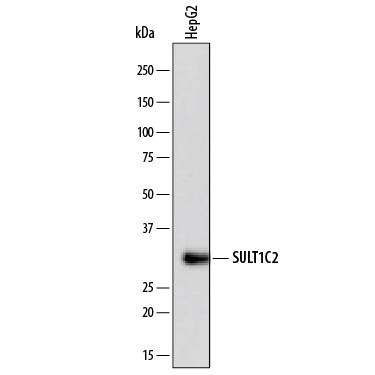 Detection of Human Cytosolic Sulfotransferase 1C2/SULT1C2 antibody by Western Blot.