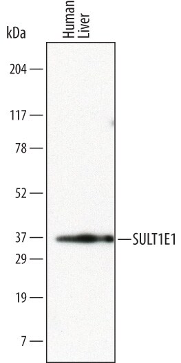 Detection of Human Cytosolic Sulfotransferase 1E1/SULT1E1 antibody by Western Blot.