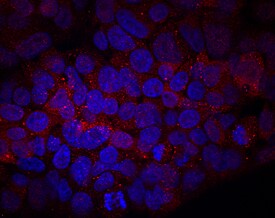 Cytosolic Sulfotransferase 2A1/SULT2A1 antibody in HepG2 Human Cell Line by Immunocytochemistry (ICC).