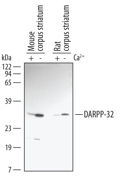 Detection of Rat and Mouse Phospho-DARPP‑32 (T34) antibody by Western Blot.