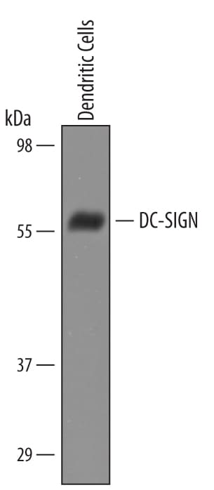 Detection of Human DC-SIGN/CD209 antibody by Western Blot.