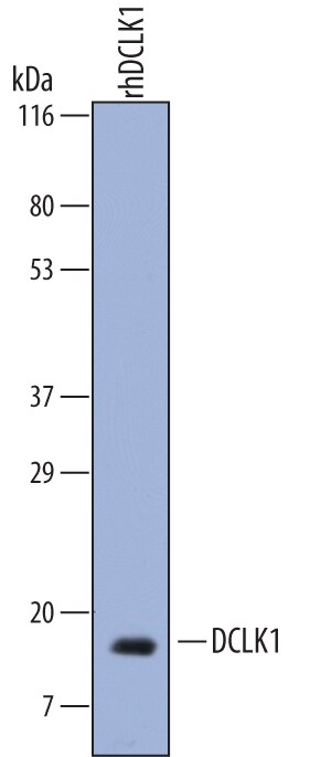 Detection of Human DCLK1 antibody by Western Blot.
