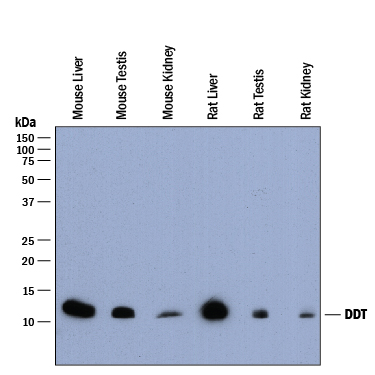 Detection of Mouse and Rat DDT antibody by Western Blot.