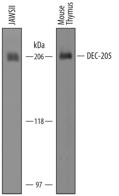 Detection of Mouse DEC‑205/CD205 antibody by Western Blot.