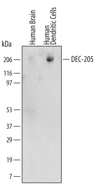Detection of Human DEC‑205/CD205 antibody by Western Blot.