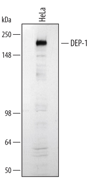 Detection of Human DEP‑1/CD148 antibody by Western Blot.