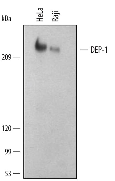 Detection of Human DEP‑1/CD148 antibody by Western Blot.