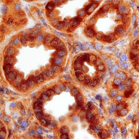 DEPTOR/DEPDC6 antibody in Human Kidney by Immunohistochemistry (IHC-P).
