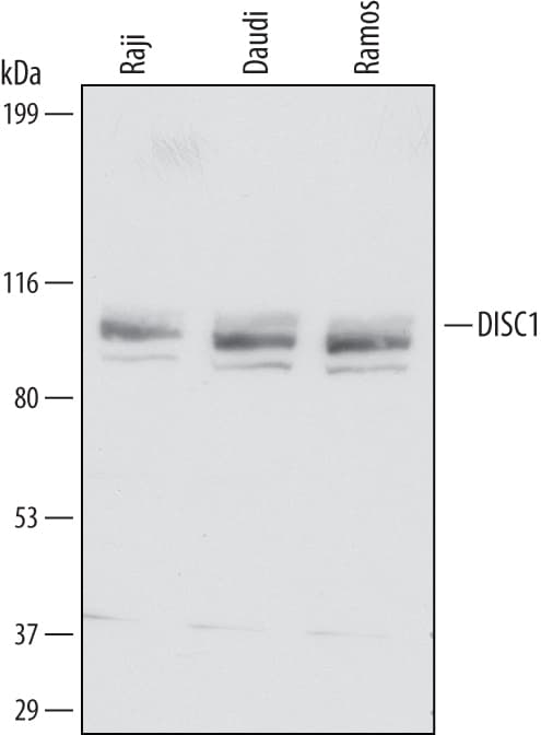 Detection of Human DISC1 antibody by Western Blot.