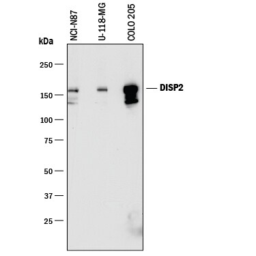 Detection of Human DISP2 antibody by Western Blot.