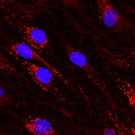DLL4 antibody in bEnd by Immunocytochemistry (ICC).3 Mouse Cell Line by Immunocytochemistry (ICC).